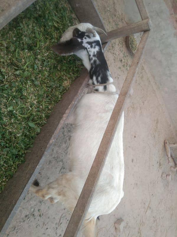 Goat for sale 7