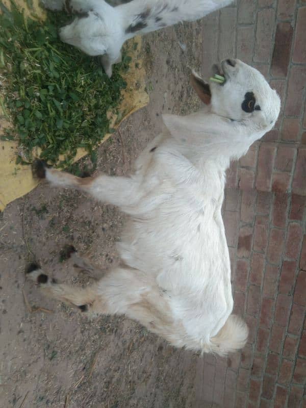 Goat for sale 9