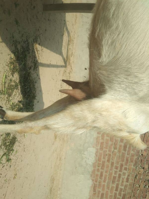 Goat for sale 11