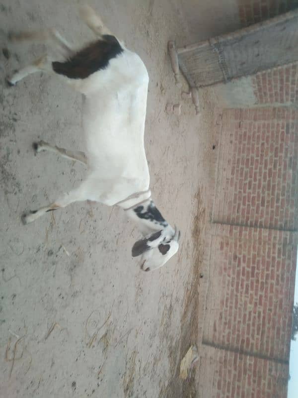 Goat for sale 12