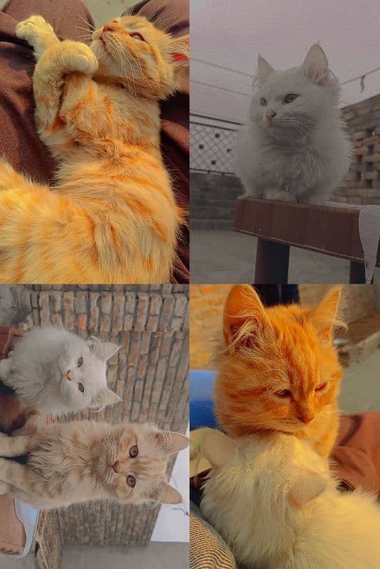 Persian kittens for sale ( Trained ) 1