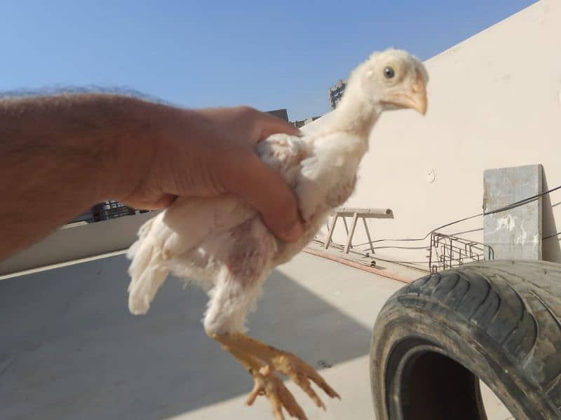 Top Quality Heera Aseel Chicks Available| 45 days+ age long height 0