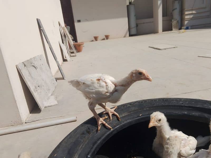 Top Quality Heera Aseel Chicks Available| 45 days+ age long height 2