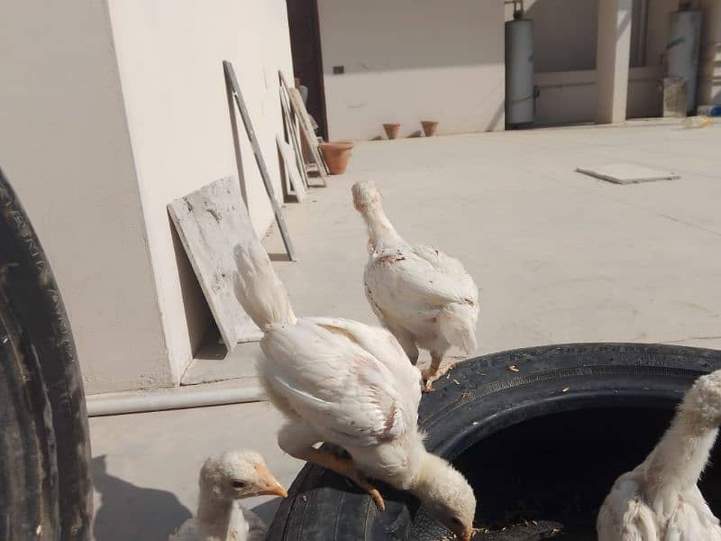 Top Quality Heera Aseel Chicks Available| 45 days+ age long height 5