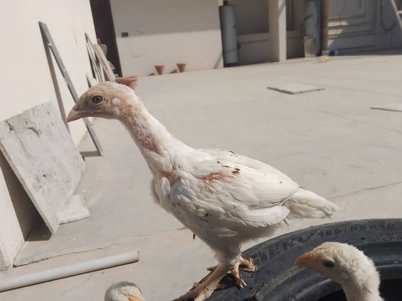 Top Quality Heera Aseel Chicks Available| 45 days+ age long height 7