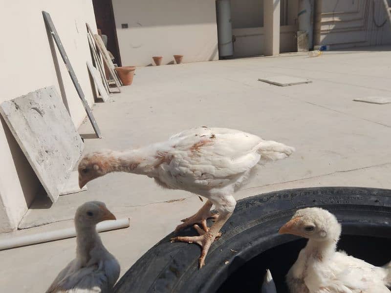 Top Quality Heera Aseel Chicks Available| 45 days+ age long height 8