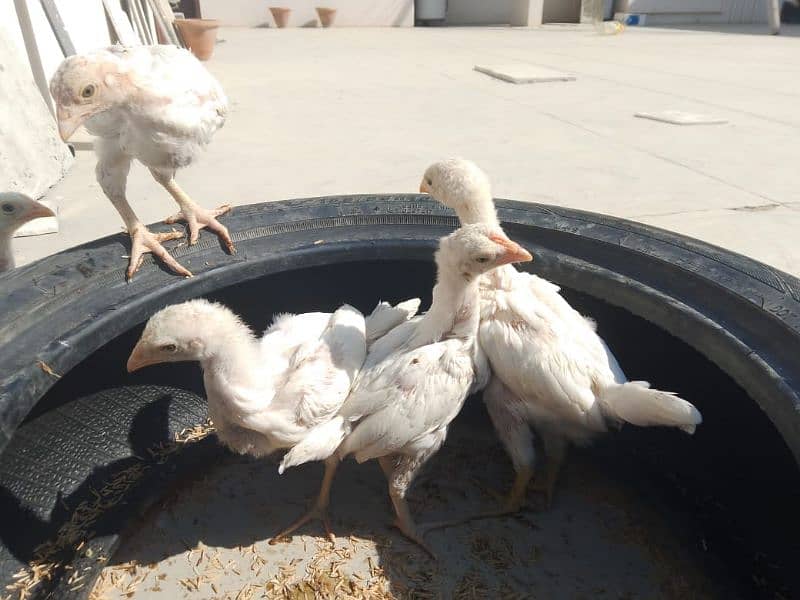 Top Quality Heera Aseel Chicks Available| 45 days+ age long height 9