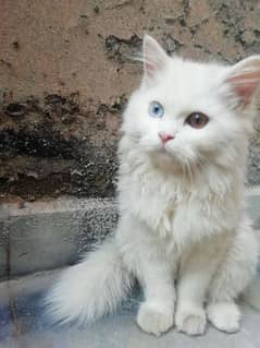 pure Persian Odd Eyes Male cat WhatsApp ( 03165897101)