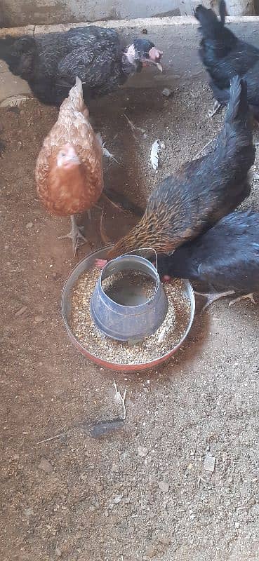 Eggs lying Hens murghiya golden misri desi 1