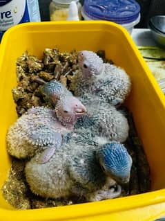 Red collared Lory chicks