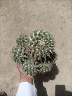 mamallaria cactus Super huge size