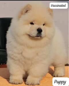 Chow chow puppy 03367222746