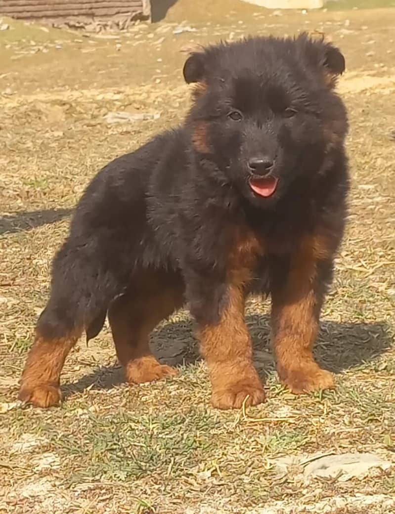 German Shepherd puppy | Long Coat puppies | Dog For Sale | GSD 0