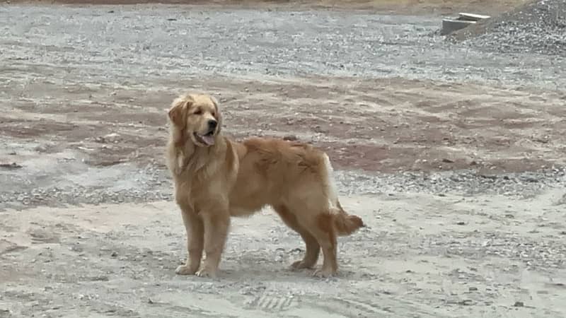 Golden Retriever Pup 4