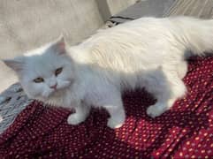 persian cat , urgent sale !!!