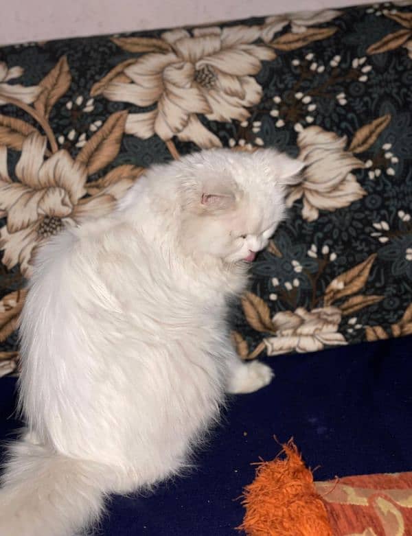 persian cat , urgent sale !!! 1