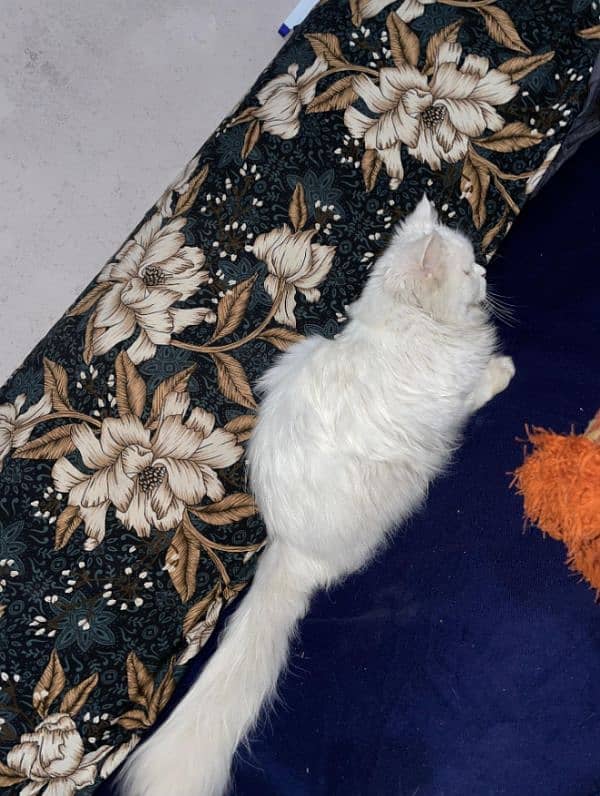 persian cat , urgent sale !!! 2