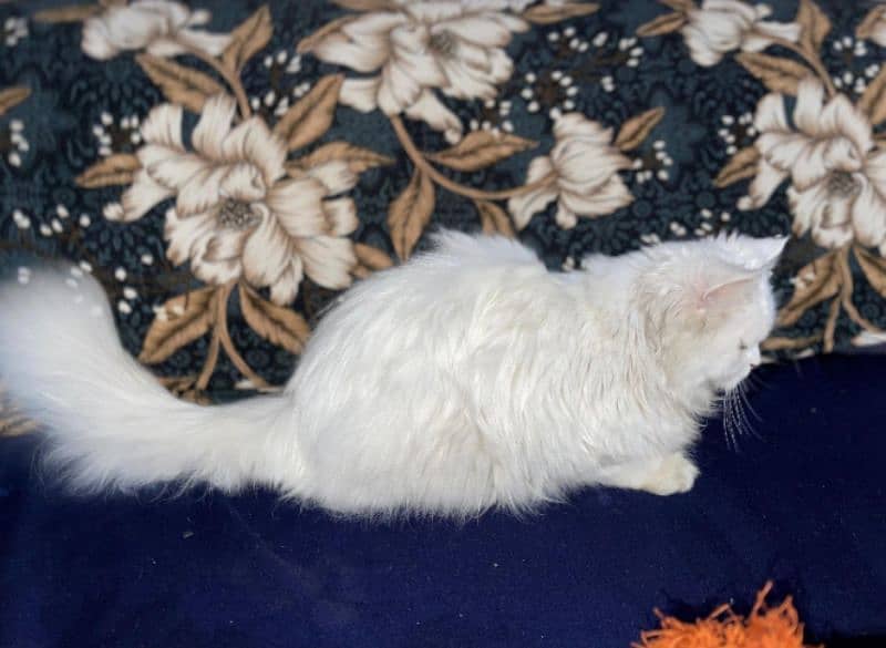 persian cat , urgent sale !!! 3