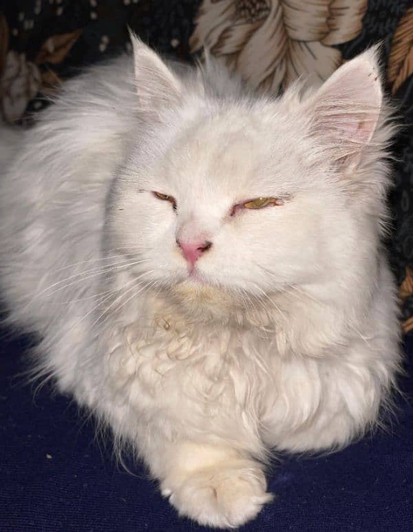 persian cat , urgent sale !!! 5