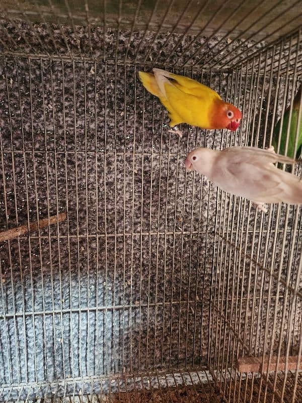 Albino Red Eye, Lutino Personata Red Eye Breeder Pair 1