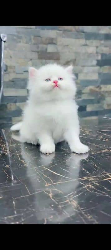 Persian cat for sale Mel aur female my WhatsApp 0329=36=83=390 0