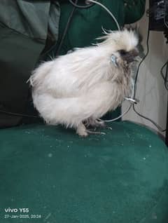 pure silkie male