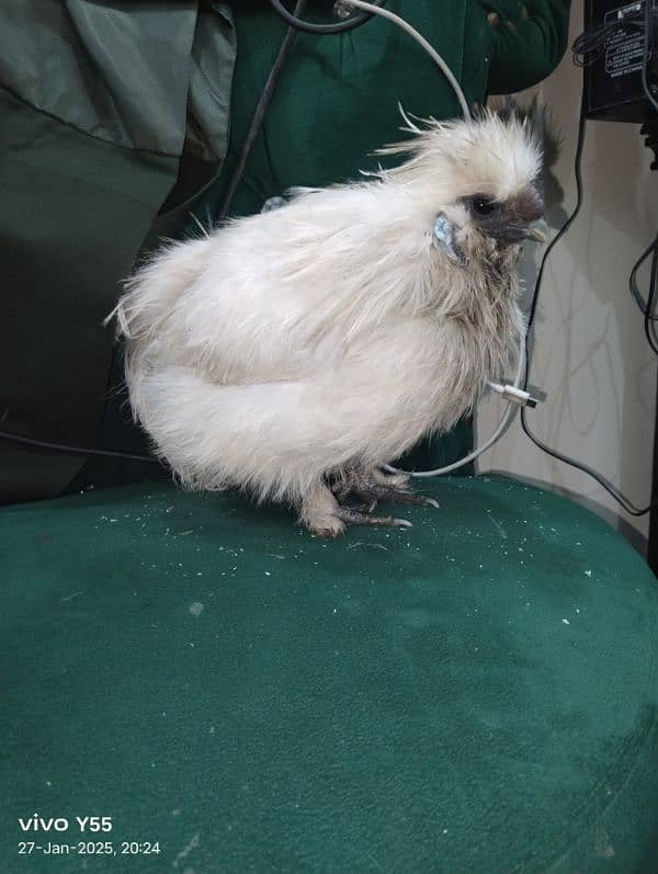 pure silkie male 0