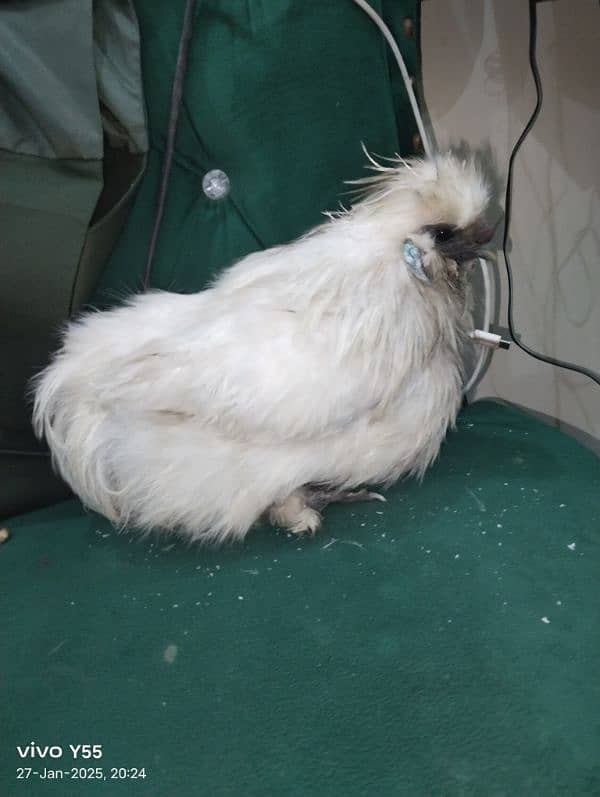 pure silkie male 1