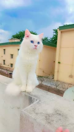 Female Persian cats double couted