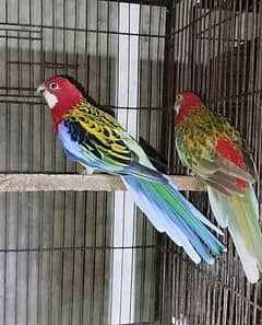 Rosalla breeder pair for sale