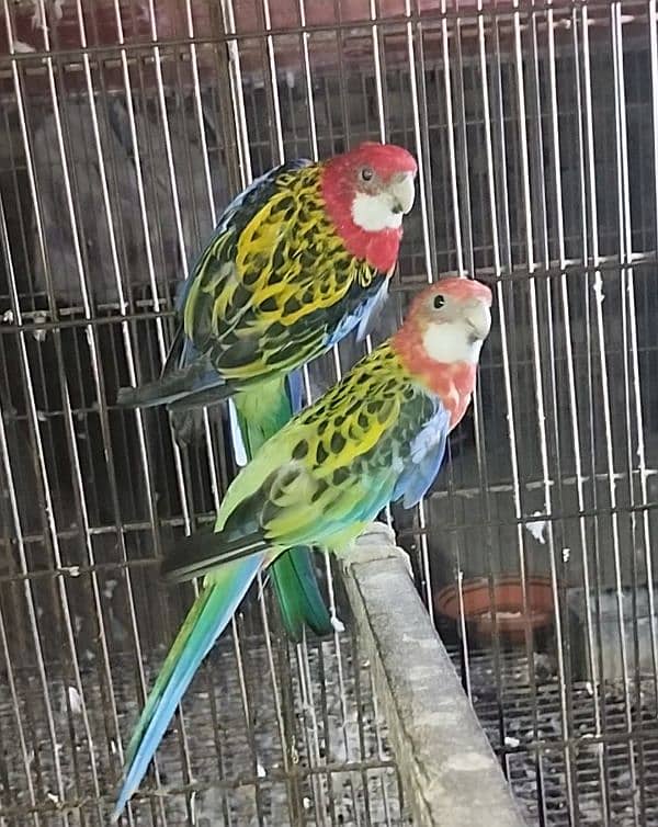 Breeder Pair For Sale 6