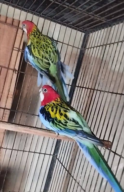 Breeder Pair For Sale 0