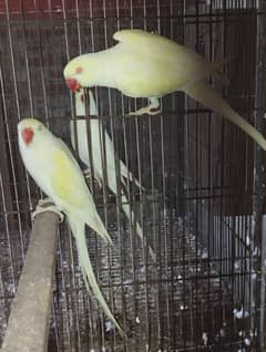 Breeder Pair For Sale