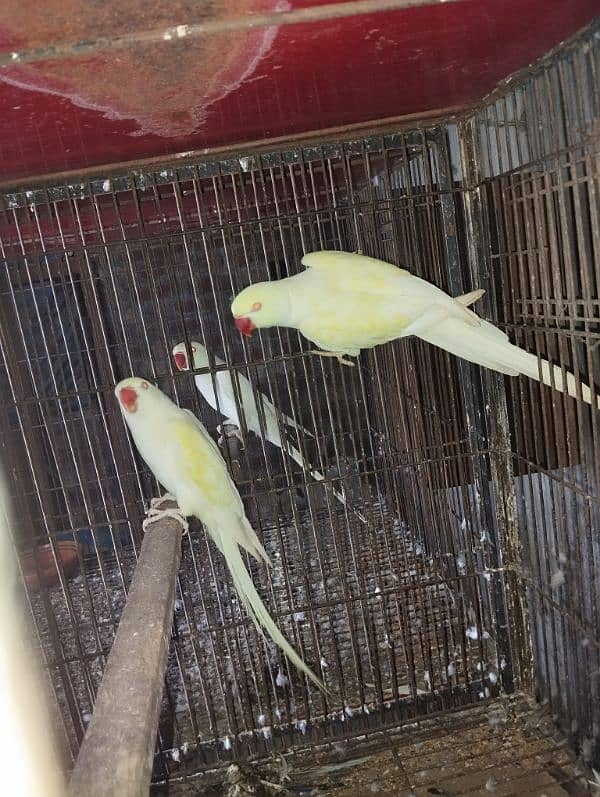 Breeder Pair For Sale 8