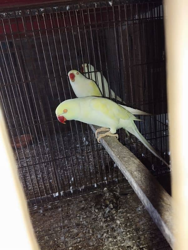 Breeder Pair For Sale 9