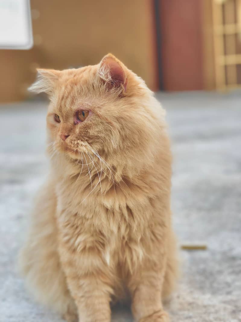 Persian Male Cat for Urgent Sale 2