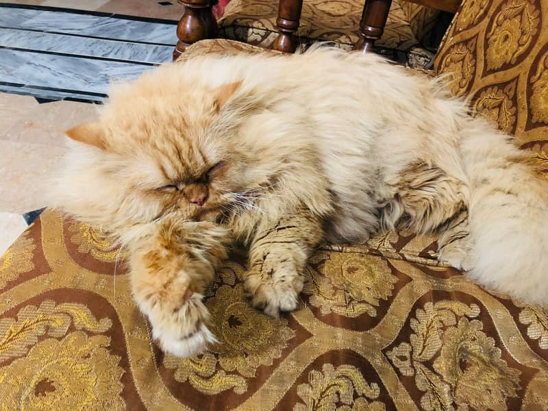 Persian Male Cat for Urgent Sale 3