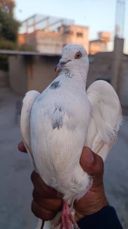 patti walay kabli pegion pigeon kabooter 1