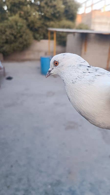 patti walay kabli pegion pigeon kabooter 2