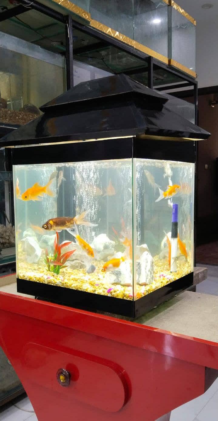 Fish Aquariums/Aquariums/Fish/Aquarium for sale 18