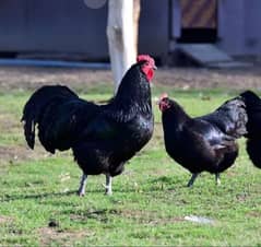 australoarp cock