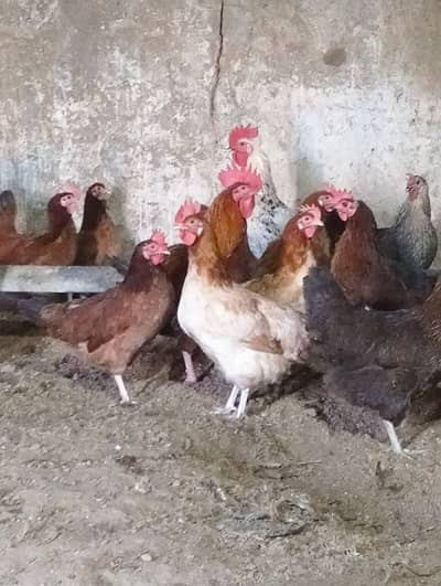 Golden Misri hens egg laying for sell