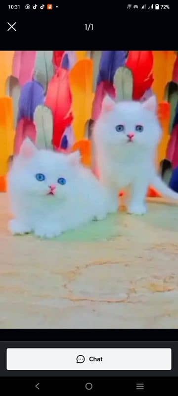 Persian kittens for urgent sale  My Whatsapp number 03473694899 0