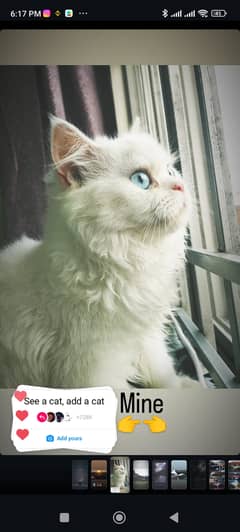 White Persian Female cat