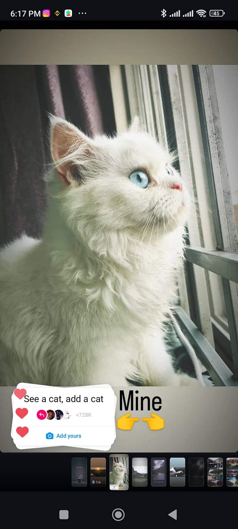 White Persian Female cat 0