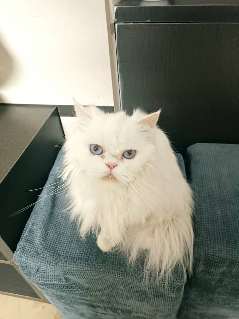 White Persian Female cat 1