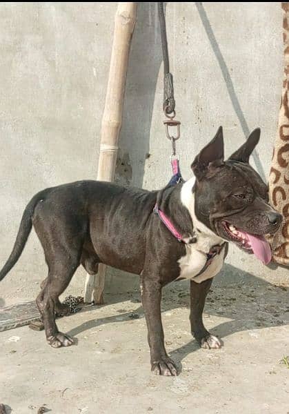 AMERICAN PITBULL 03022850589 0