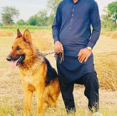 German shepherd long coat good quality and security