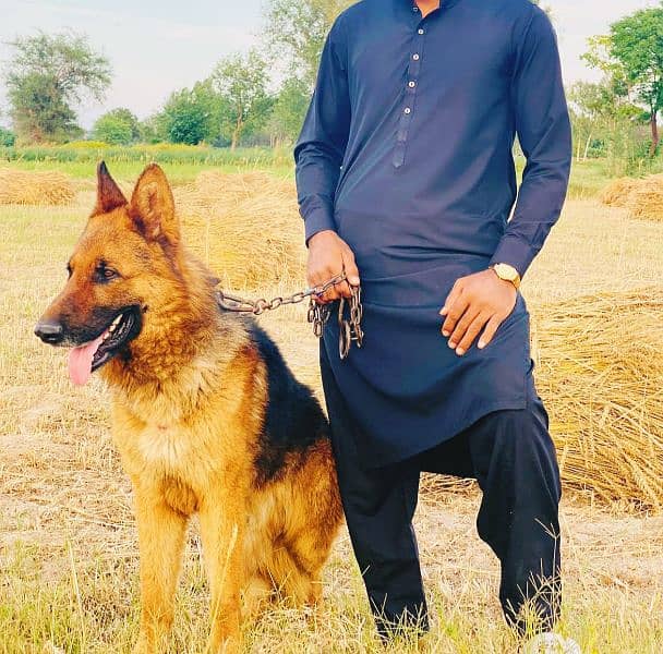 German shepherd long coat good quality and security 0