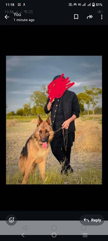 German shepherd long coat good quality and security 1